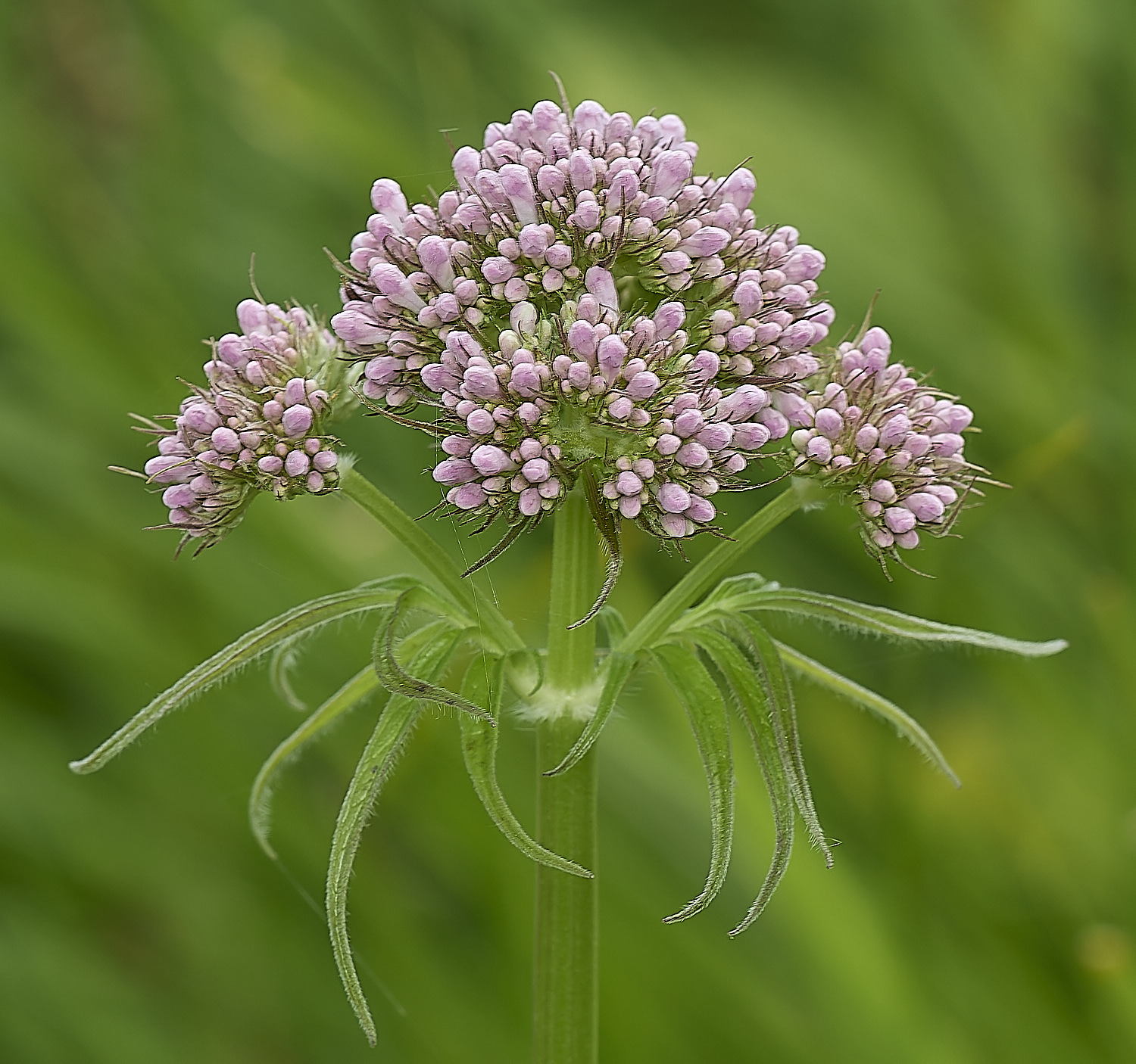 RanworthValerian040624-1