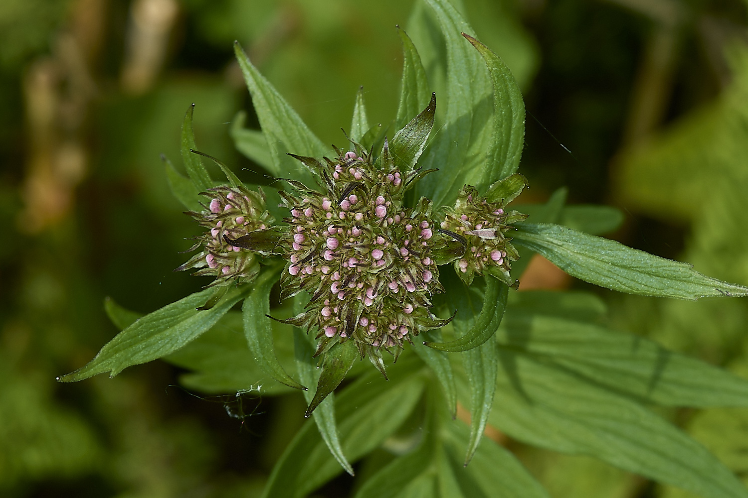 RanworthValerian040624-2