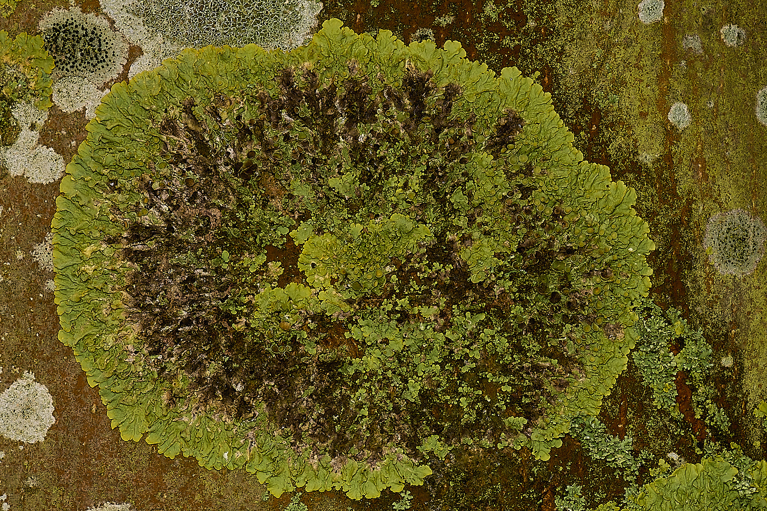 ScarningFenLichen2040424-1-NEF-