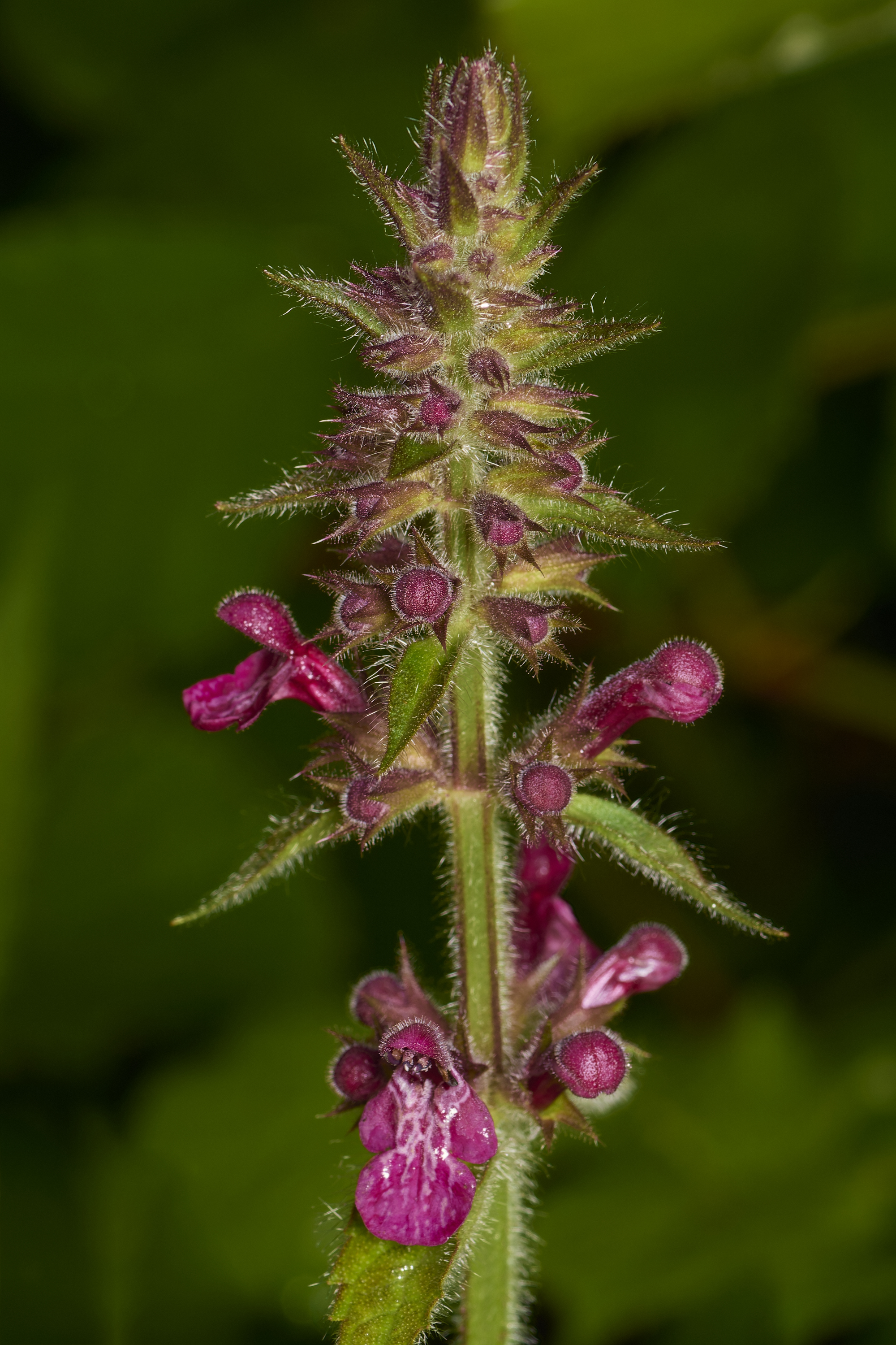 ScarningHedgeWoundwort300524-1