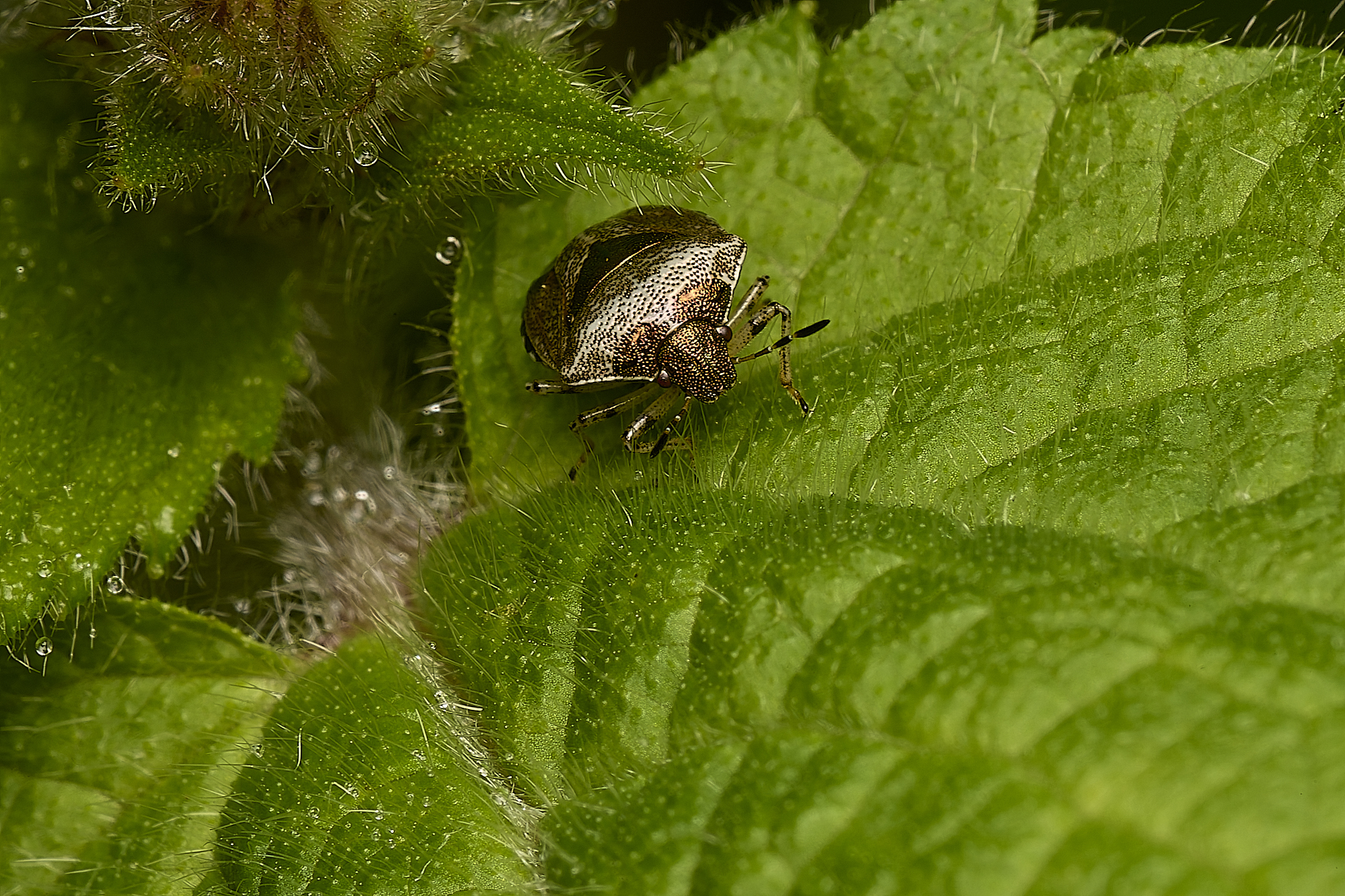 ScarningwoundwortASHieldbug300524-1