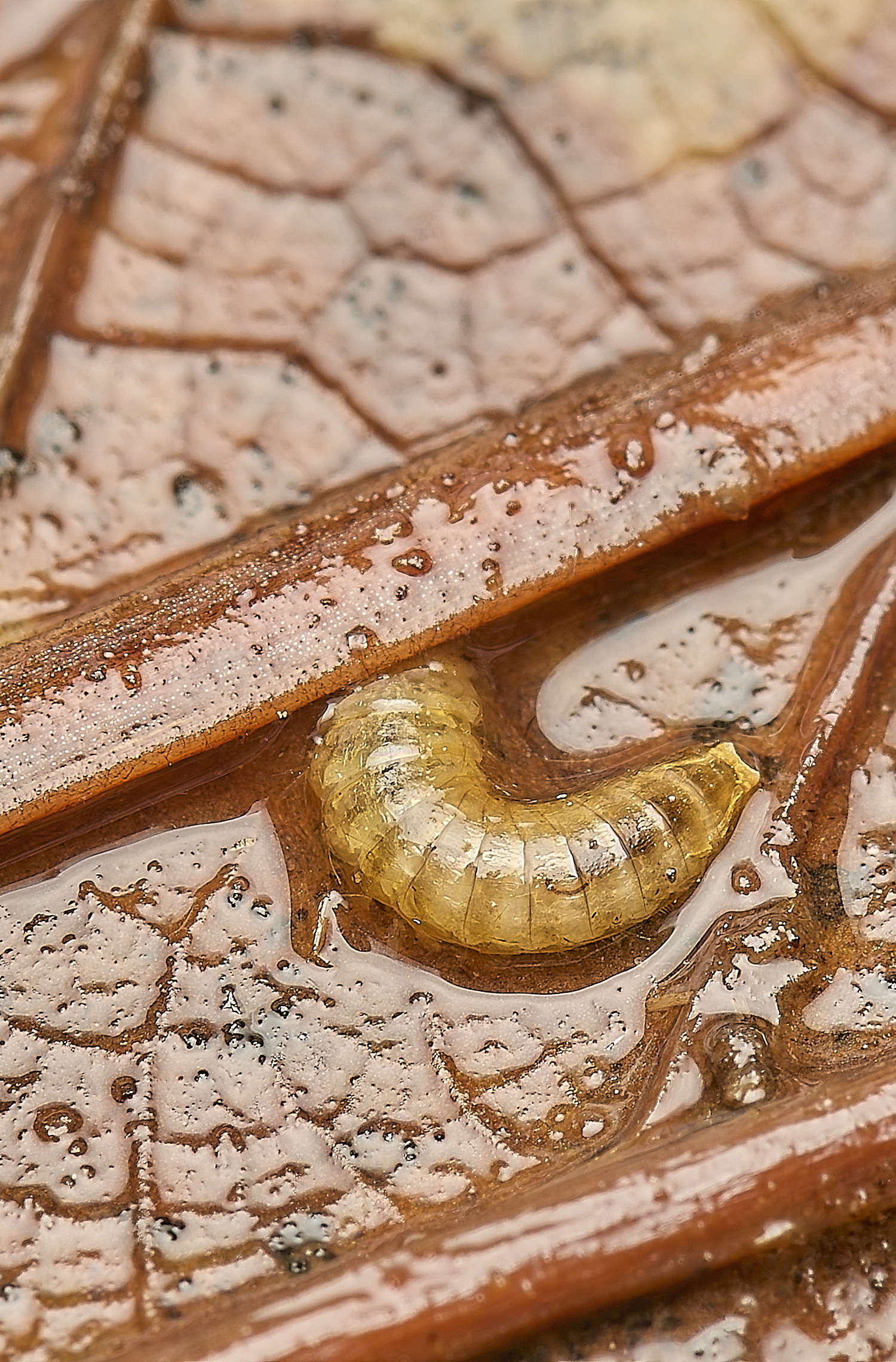 SennoweBeetleLarva060424-1-NEF-