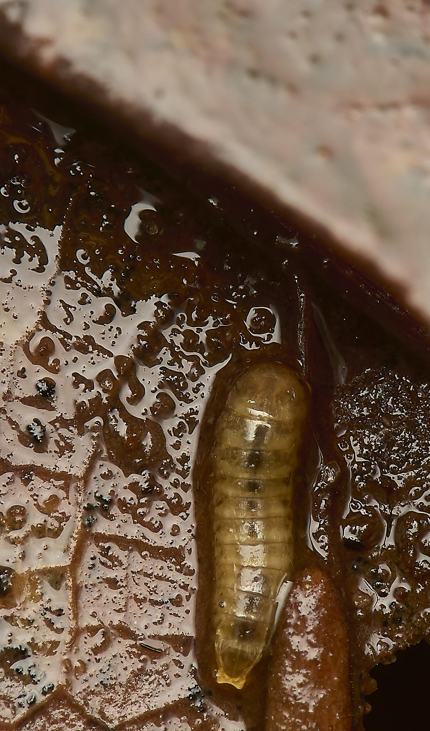 SennoweBeetleLarva060424-3-NEF-