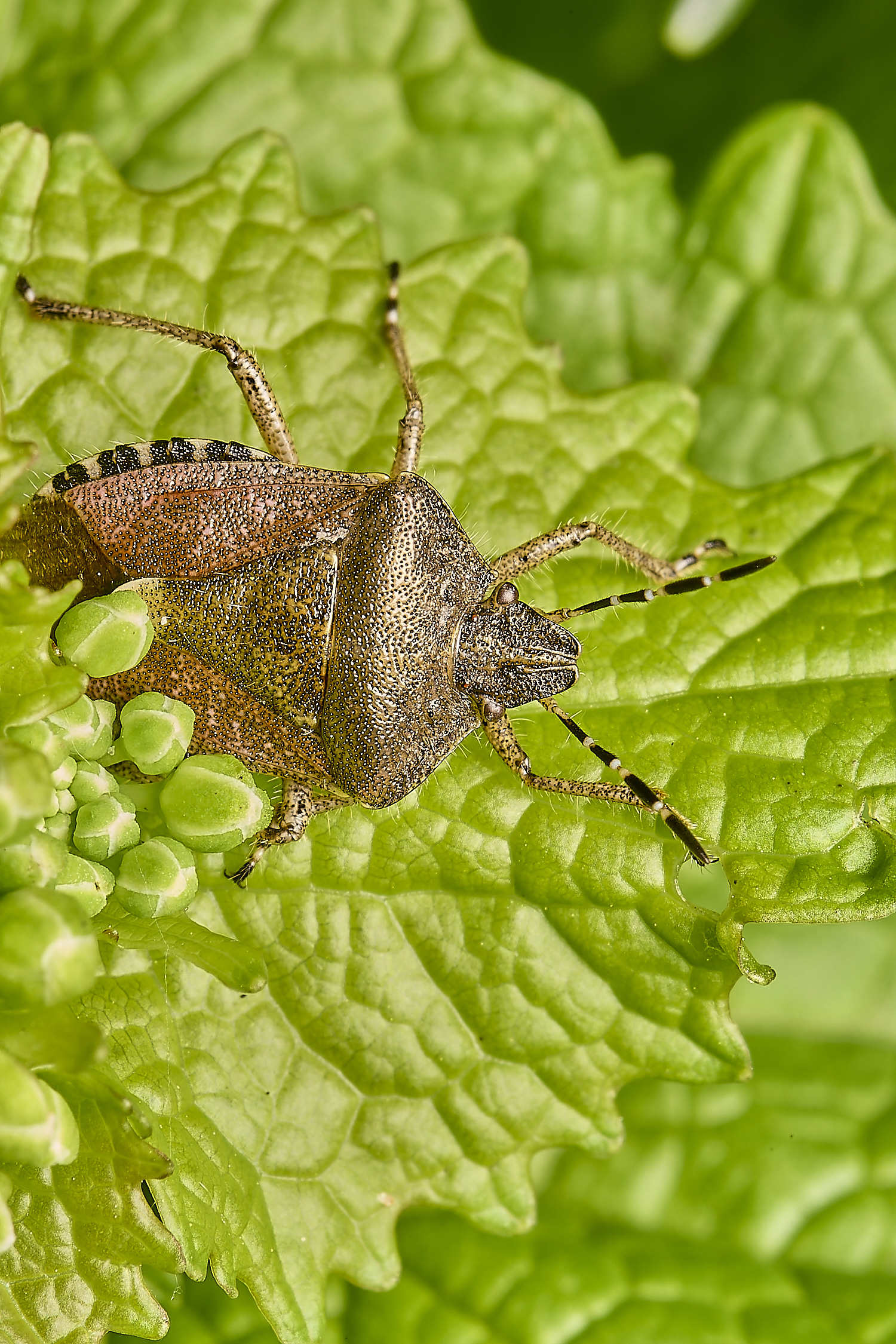 SennoweHairyShieldBug-NEF-