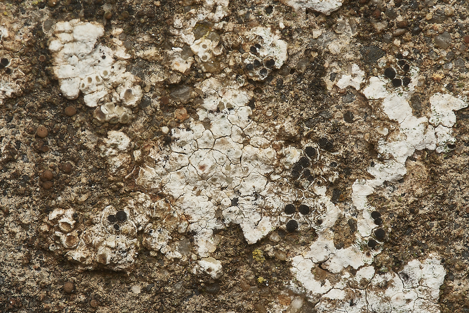 SheringhamSeafrontLichen13030324-1