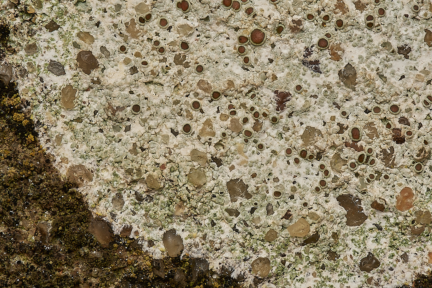 SheringhamSeafrontLichen15030324-1