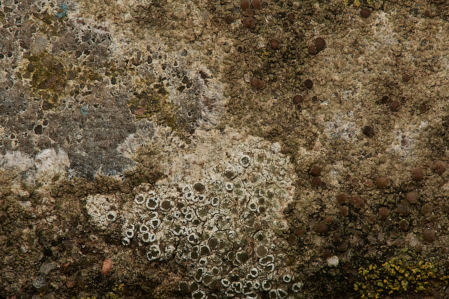 SheringhamSeafrontLichen2030324-1