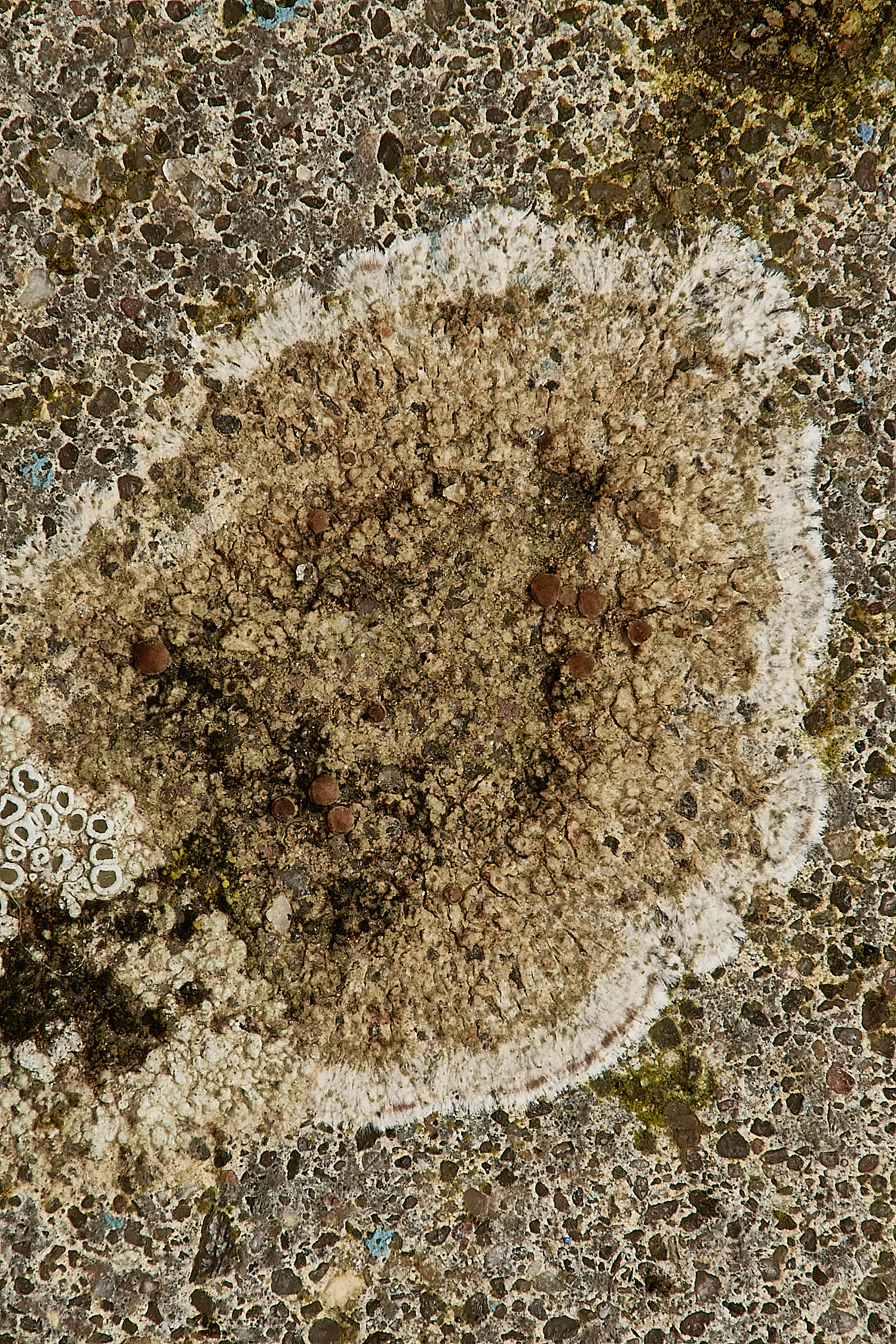 SheringhamSeafrontLichen3030324-1