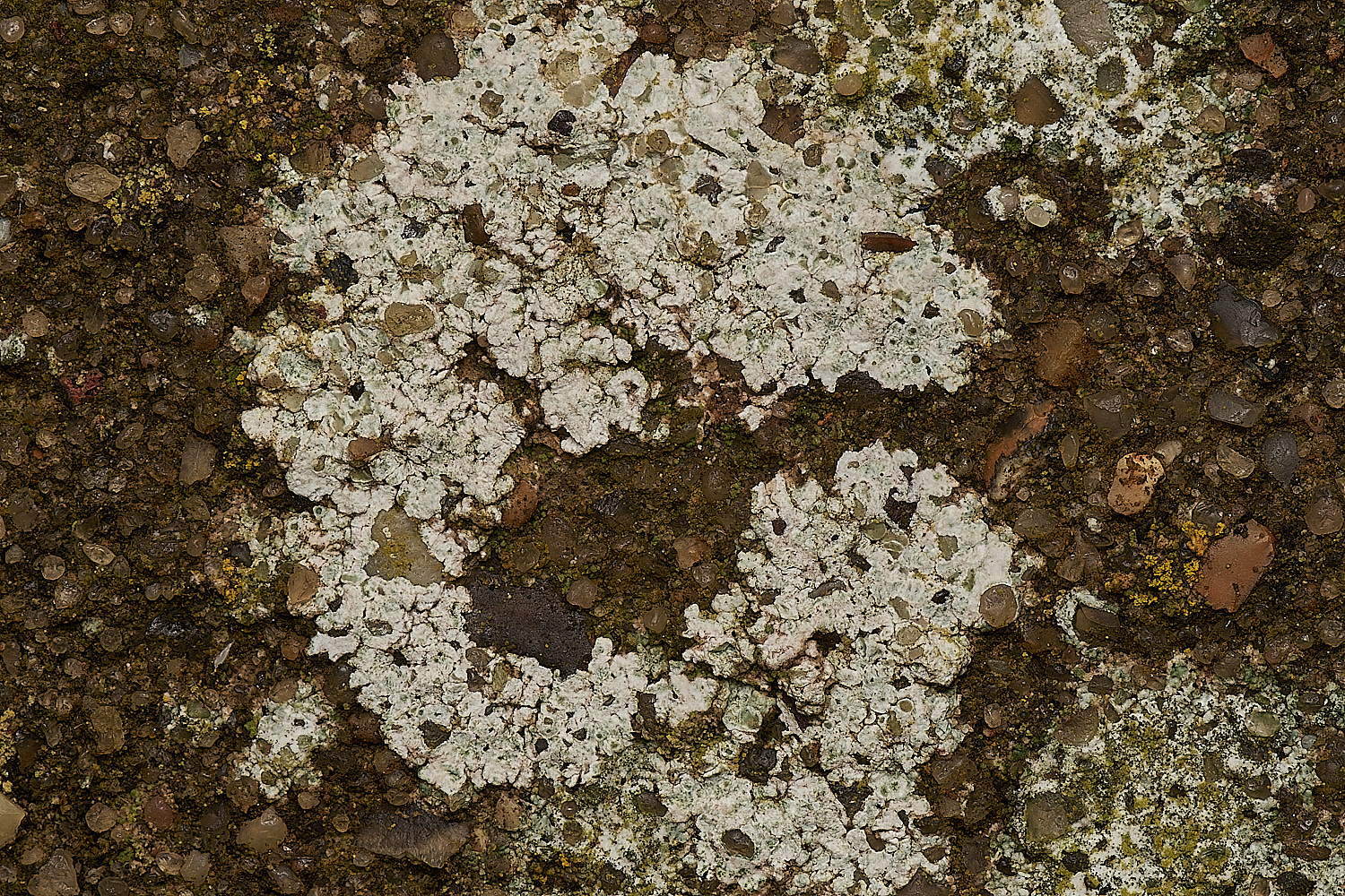 SheringhamSeafrontLichen6030324-1