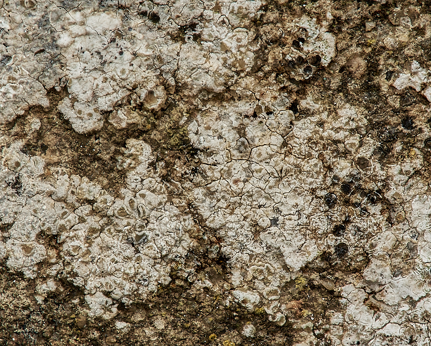 SheringSeafrontLichen1030324-1