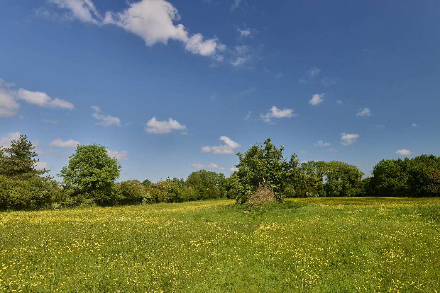 SouthorpeMeadow200524-1