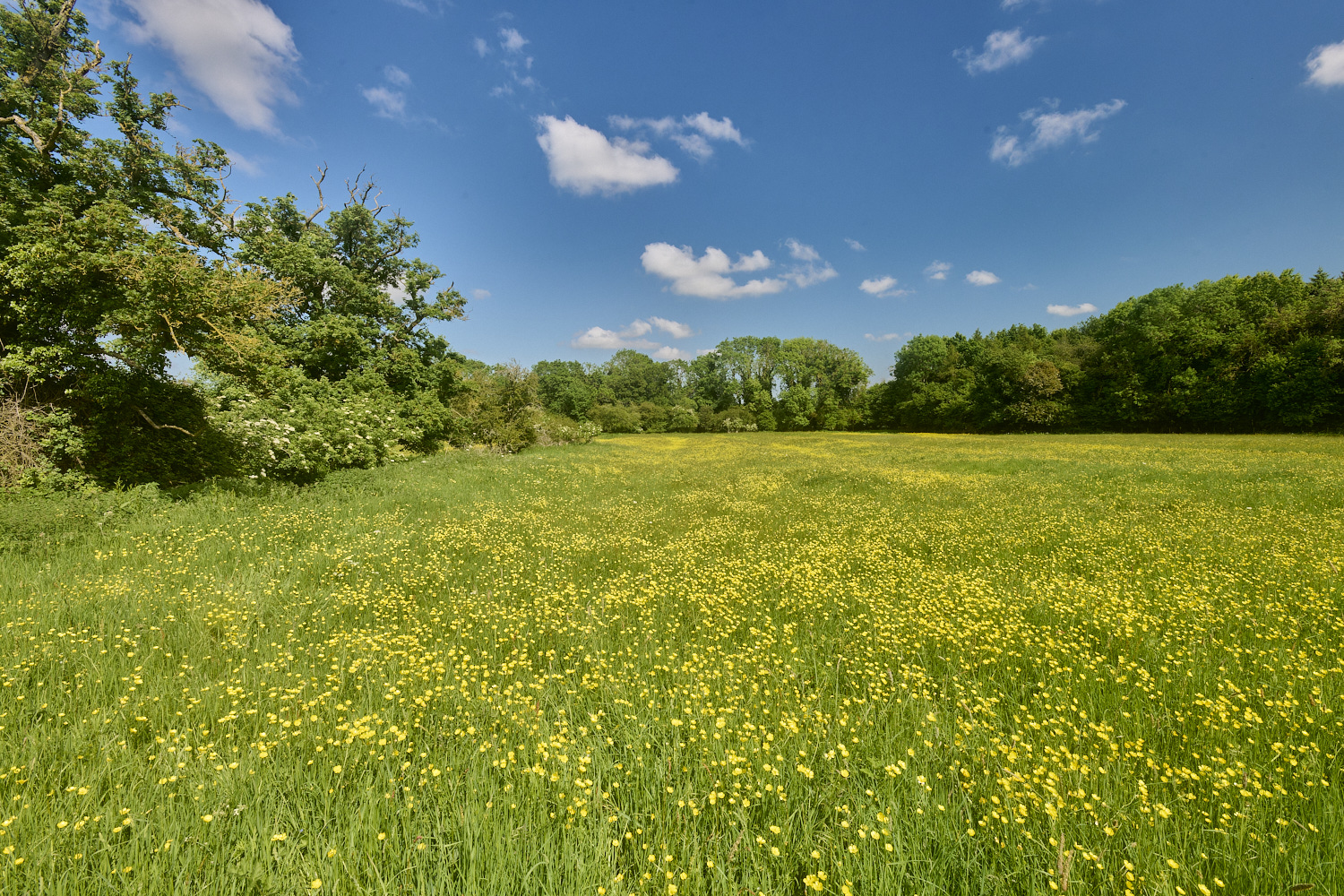 SouthorpeMeadow200524-2