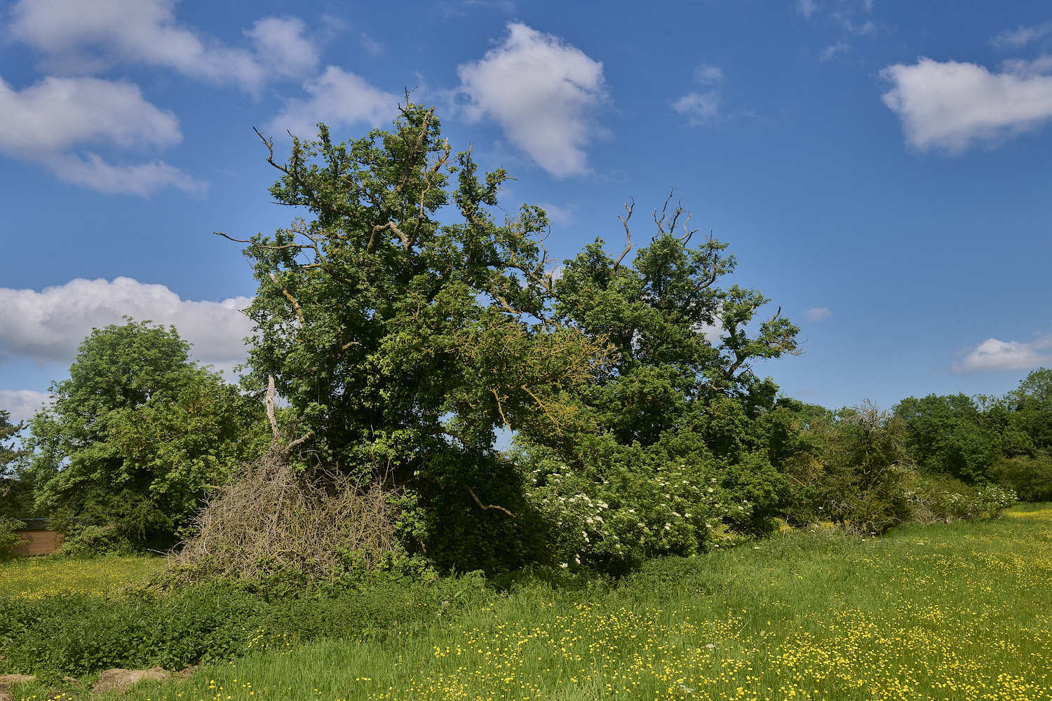 SouthorpeMeadow200524-3