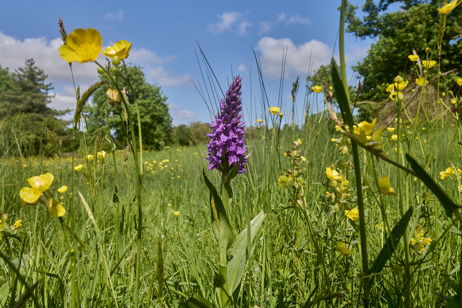 SouthorpeMeadowOrchid200524-2