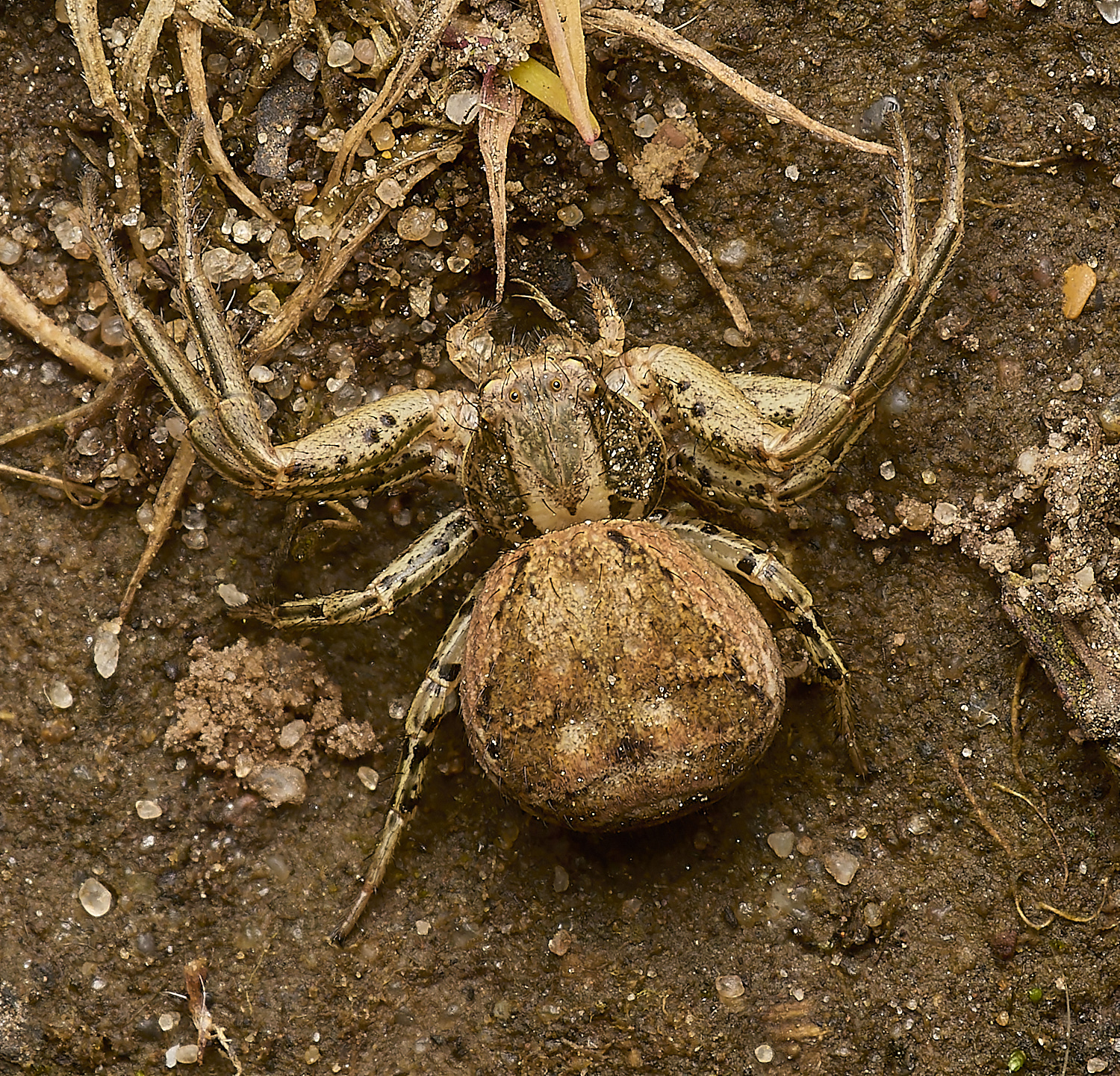 SparhamPoolsCrabSPiderSp290424-1