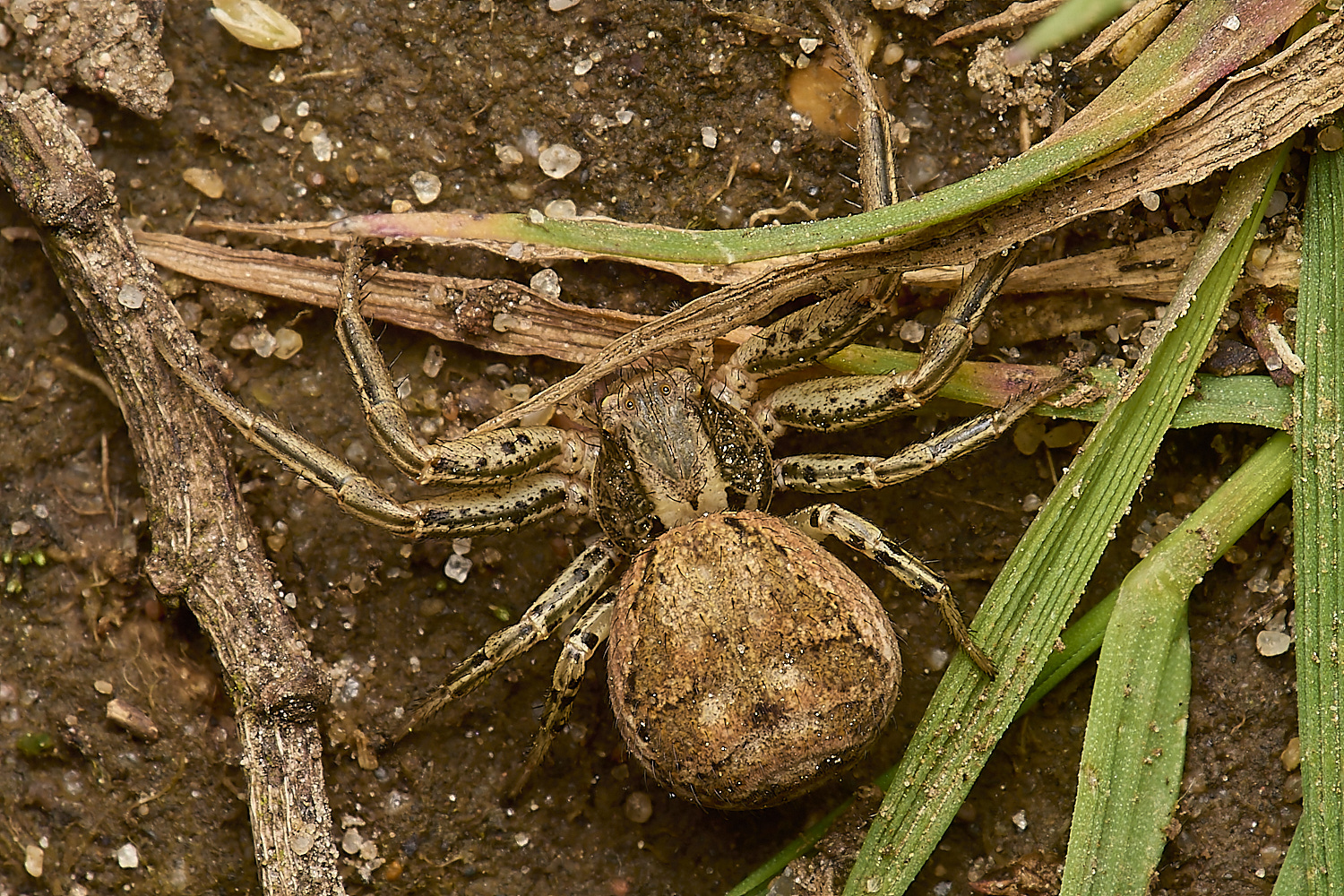 SparhamPoolsCrabSPiderSp290424-2