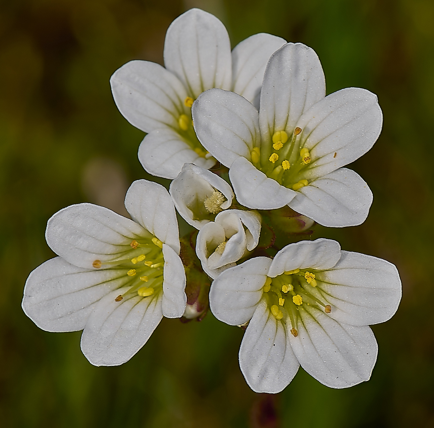 SusteadMeadowSaxufrage010514-1-NEF-