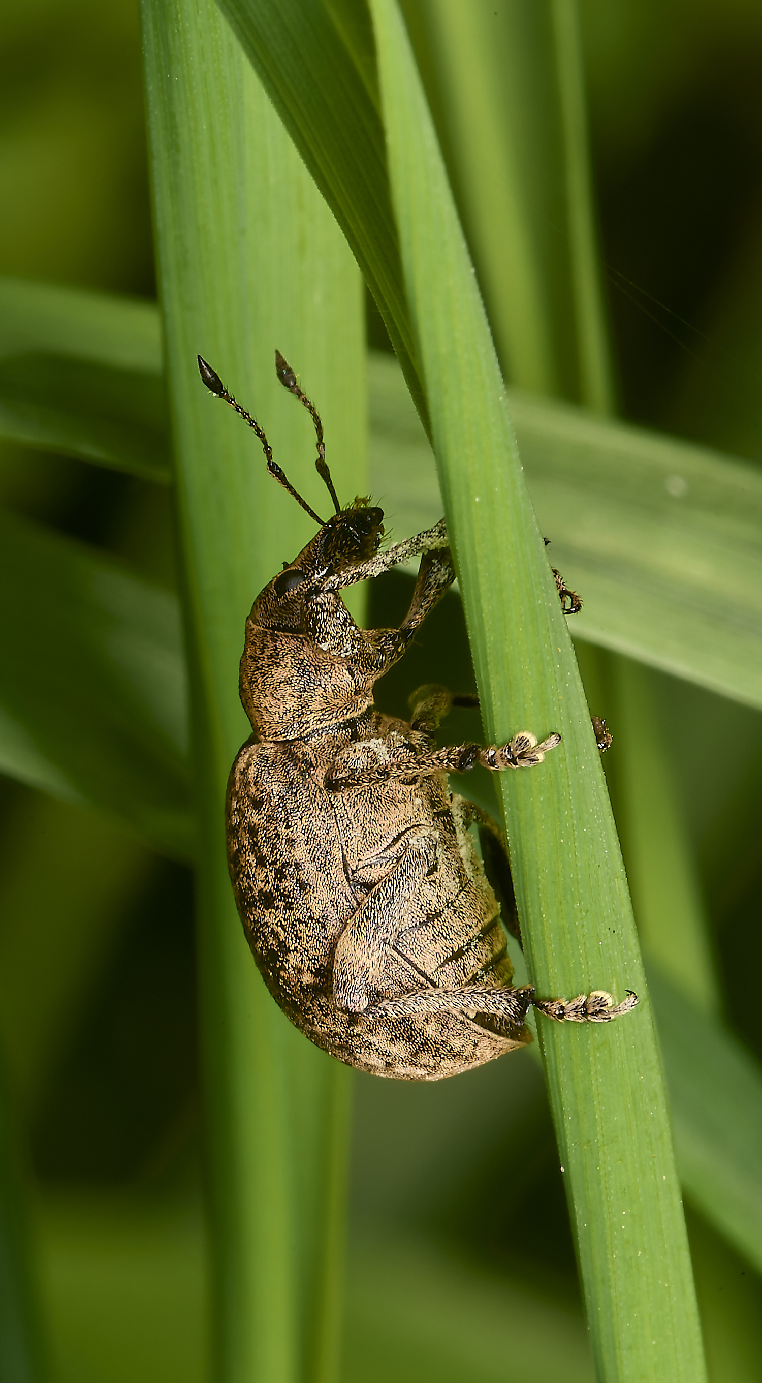 SusteadWeevil2010514-3-NEF-