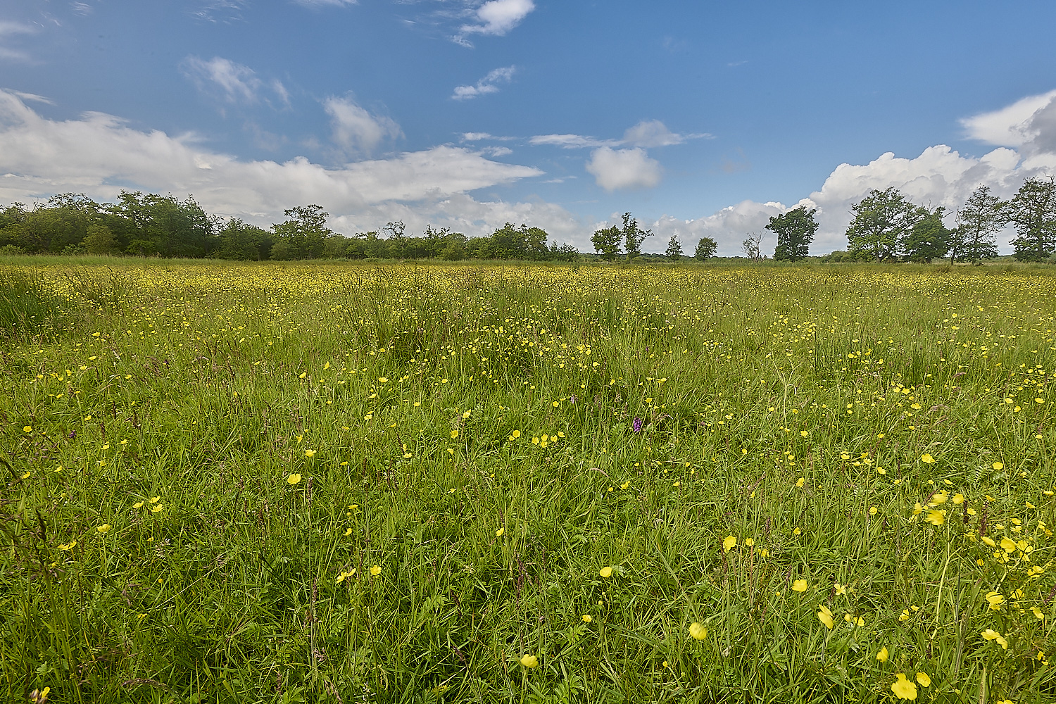 SuttonFen160624-2-NEF-