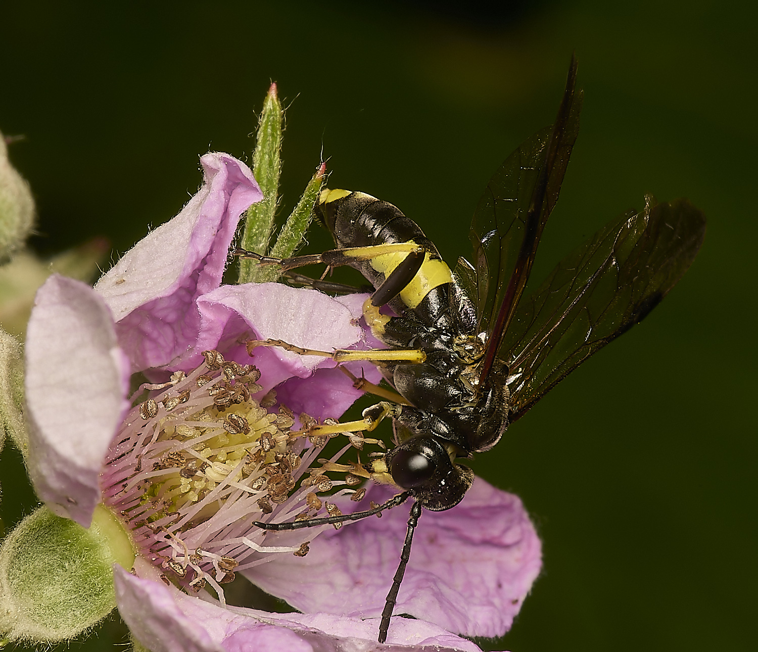 SuttonFenSawFly160624-1-NEF-