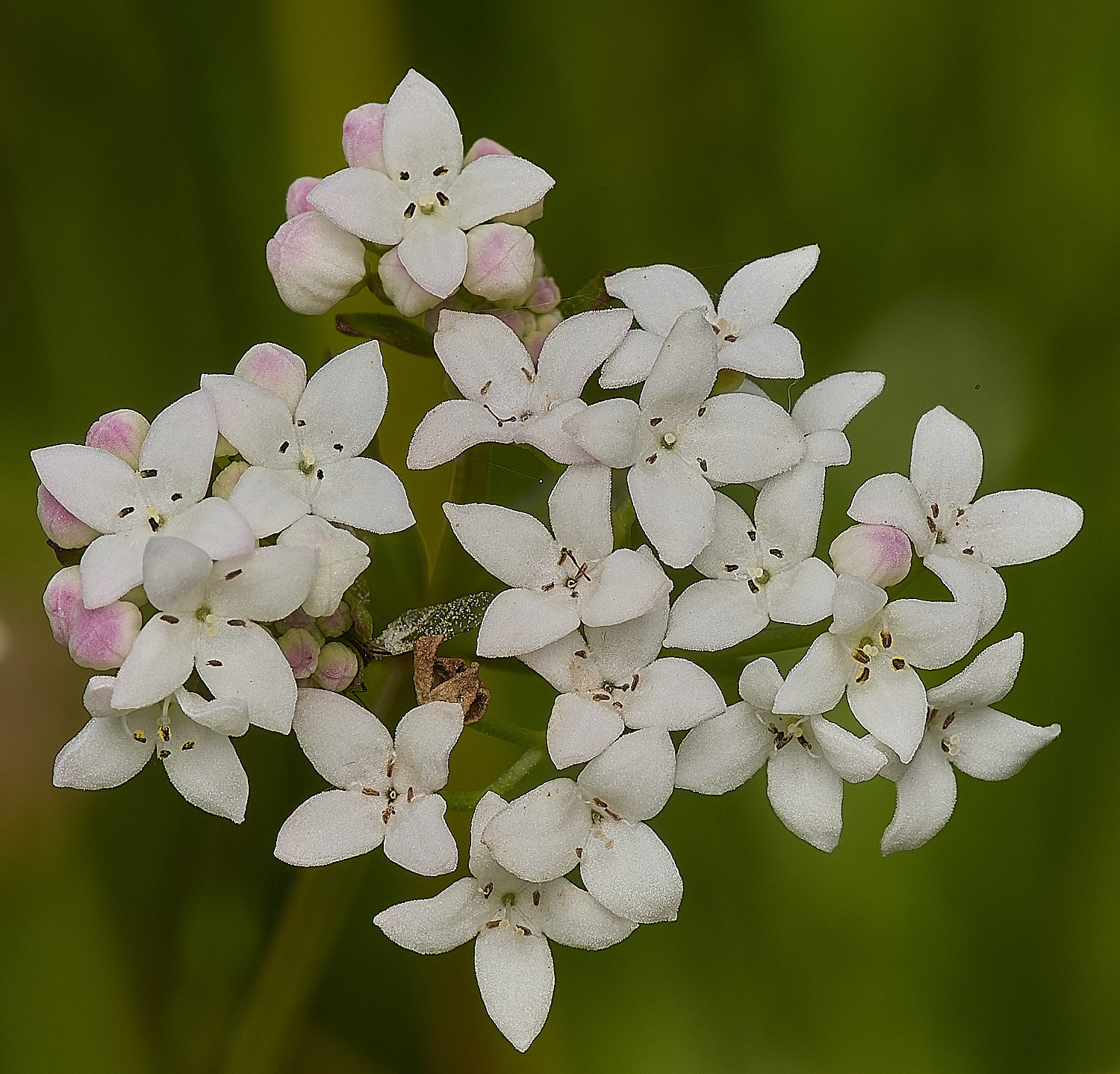 ThompsonCommonBedstraw230624-3-NEF-