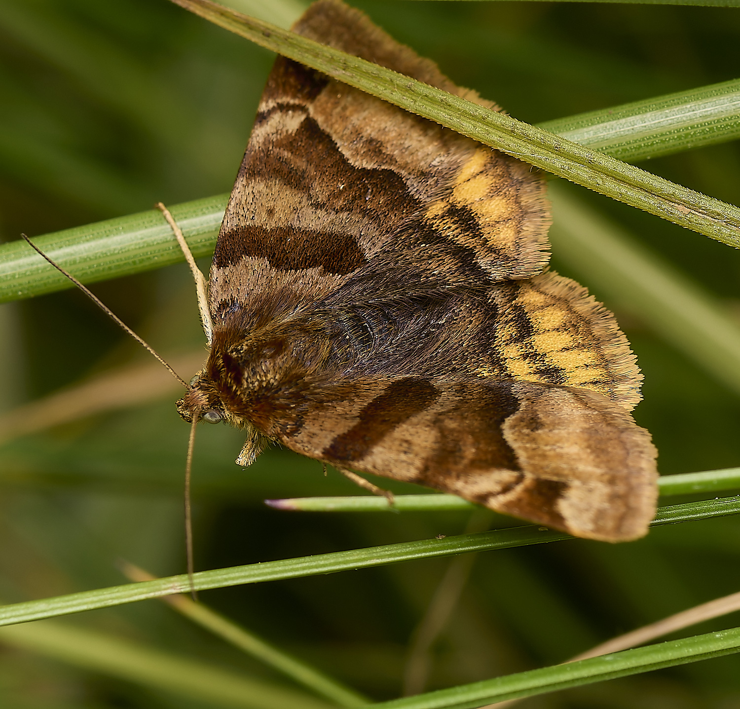 ThompsonCommonRealMoth230624-1-NEF-