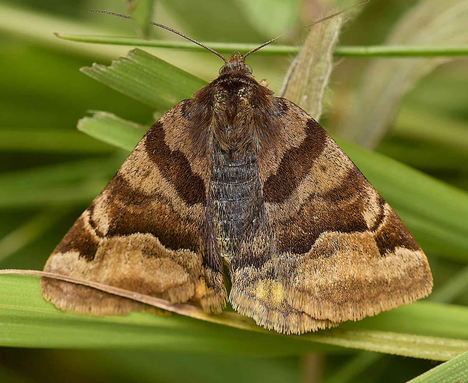 ThompsonCommonRealMoth230624-2-NEF-