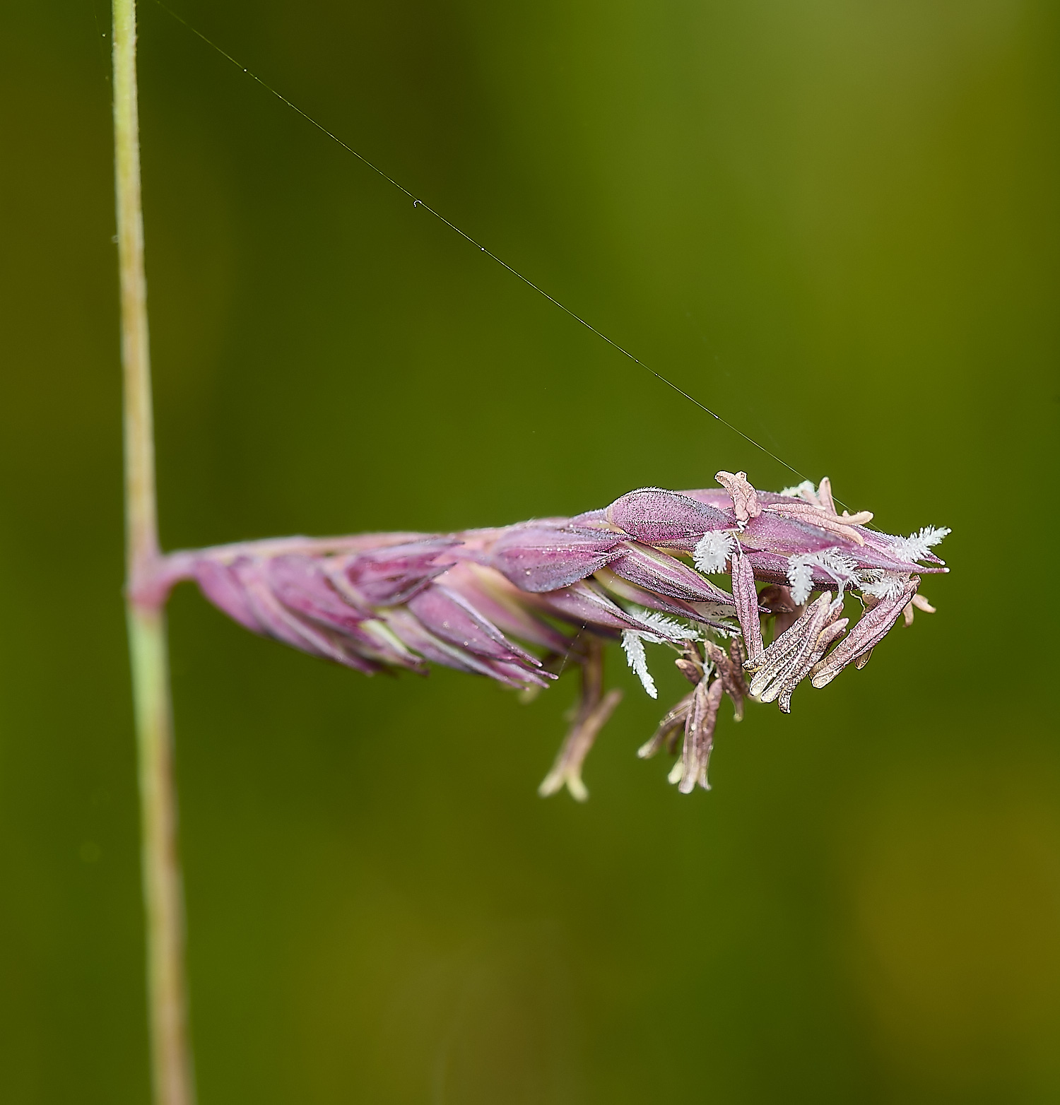 ThompsonCommonRedGrass230624-1-NEF-