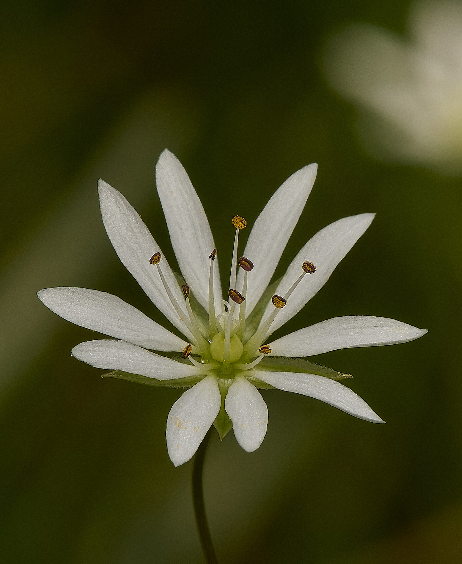 ThompsonCommonStitchwort230624-2-NEF-