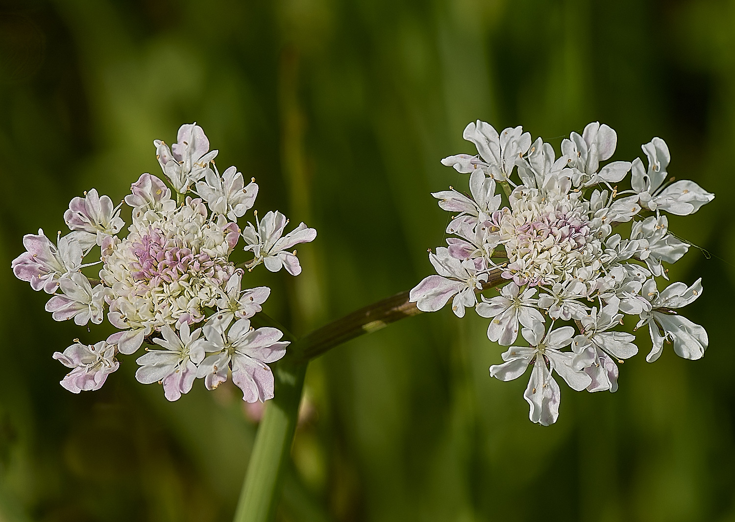 ThompsonCommonWaterDropwort230624-4-NEF-