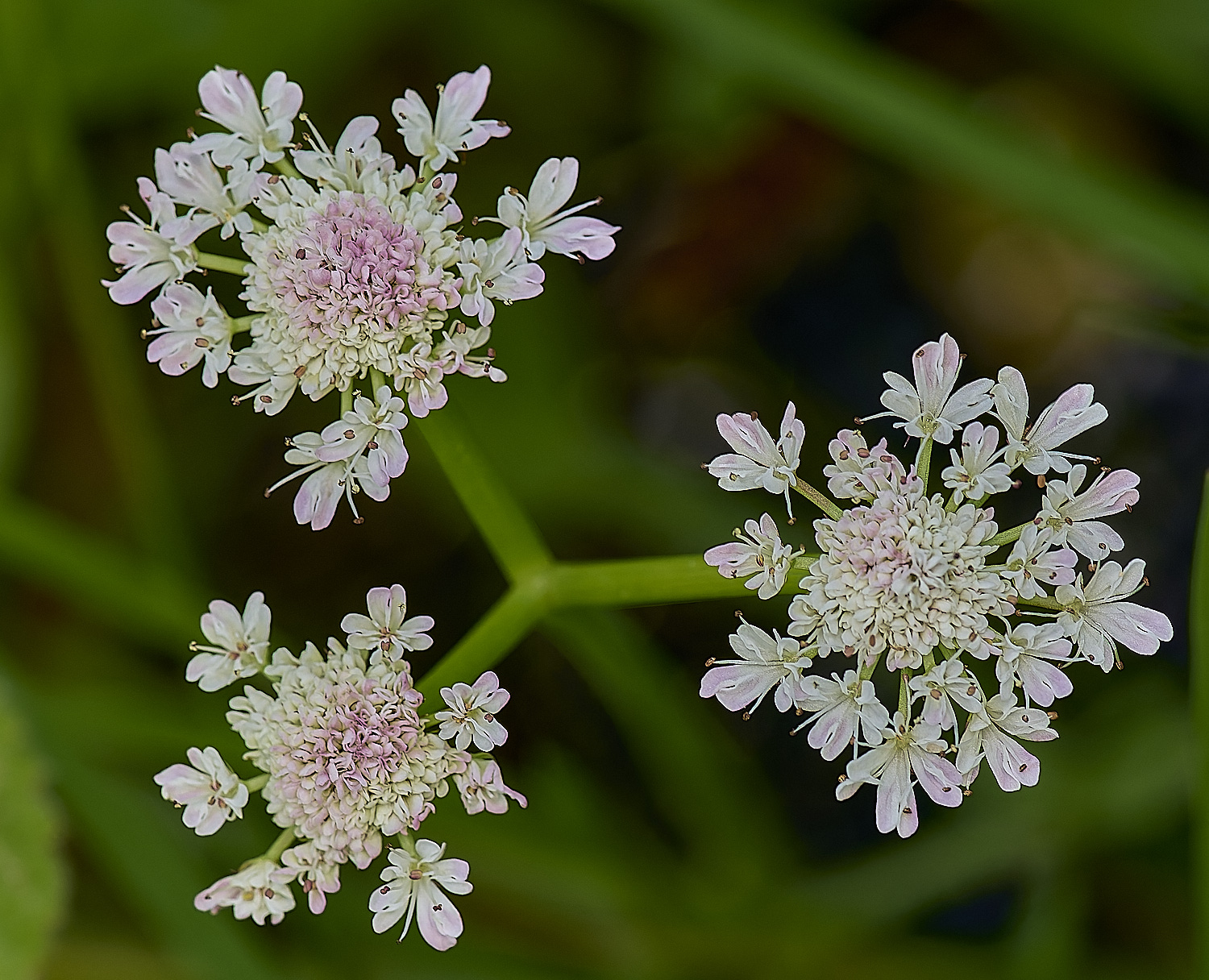 ThompsonCommonWaterDropwort230624-6-NEF-