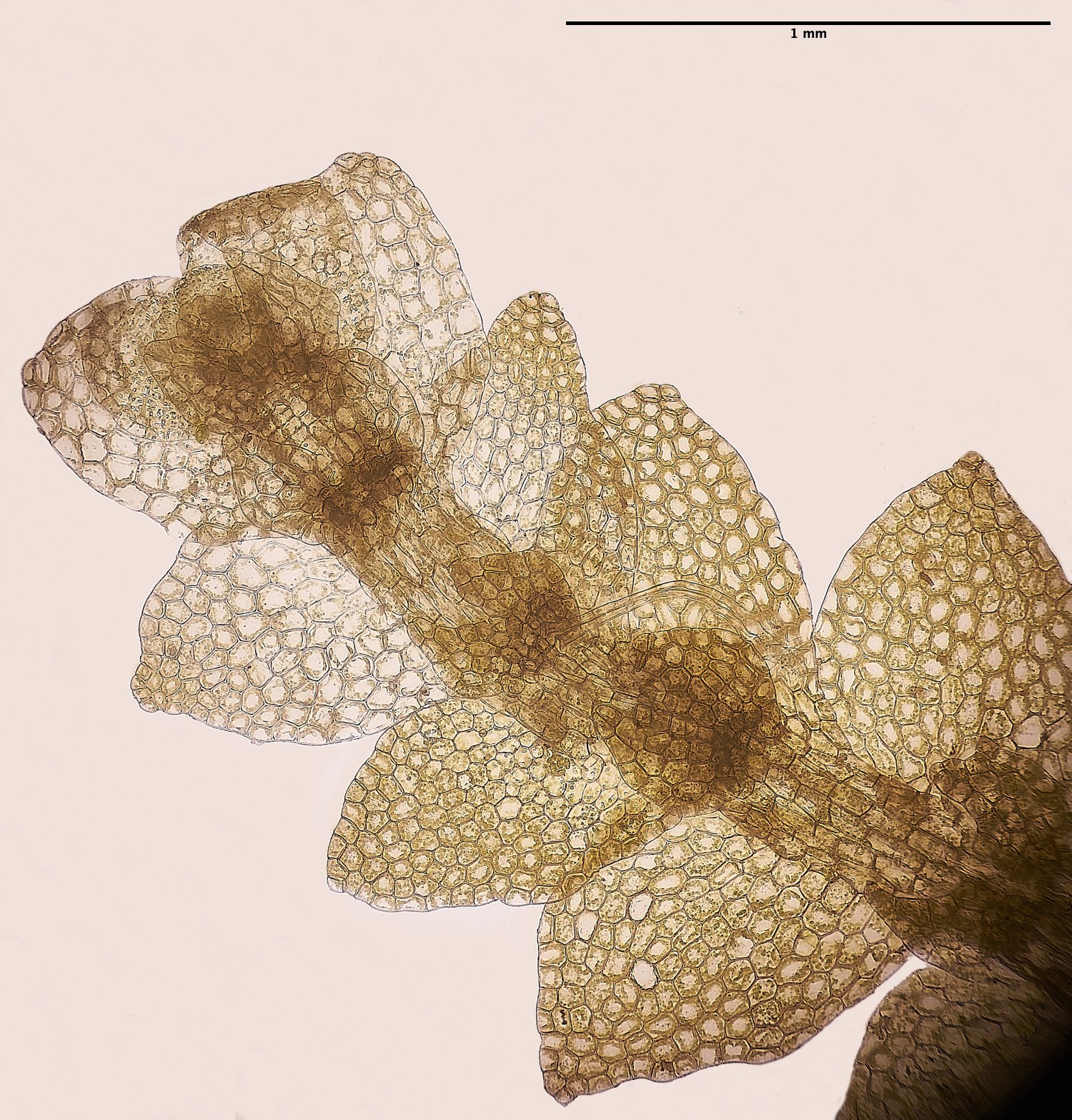 ThomsonCommonLiverwort250224-2a