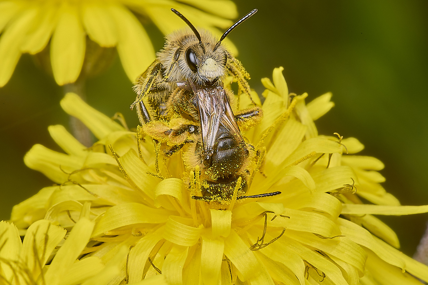 ThorpeMarriotOverpassAhumilis100524-4-NEF-