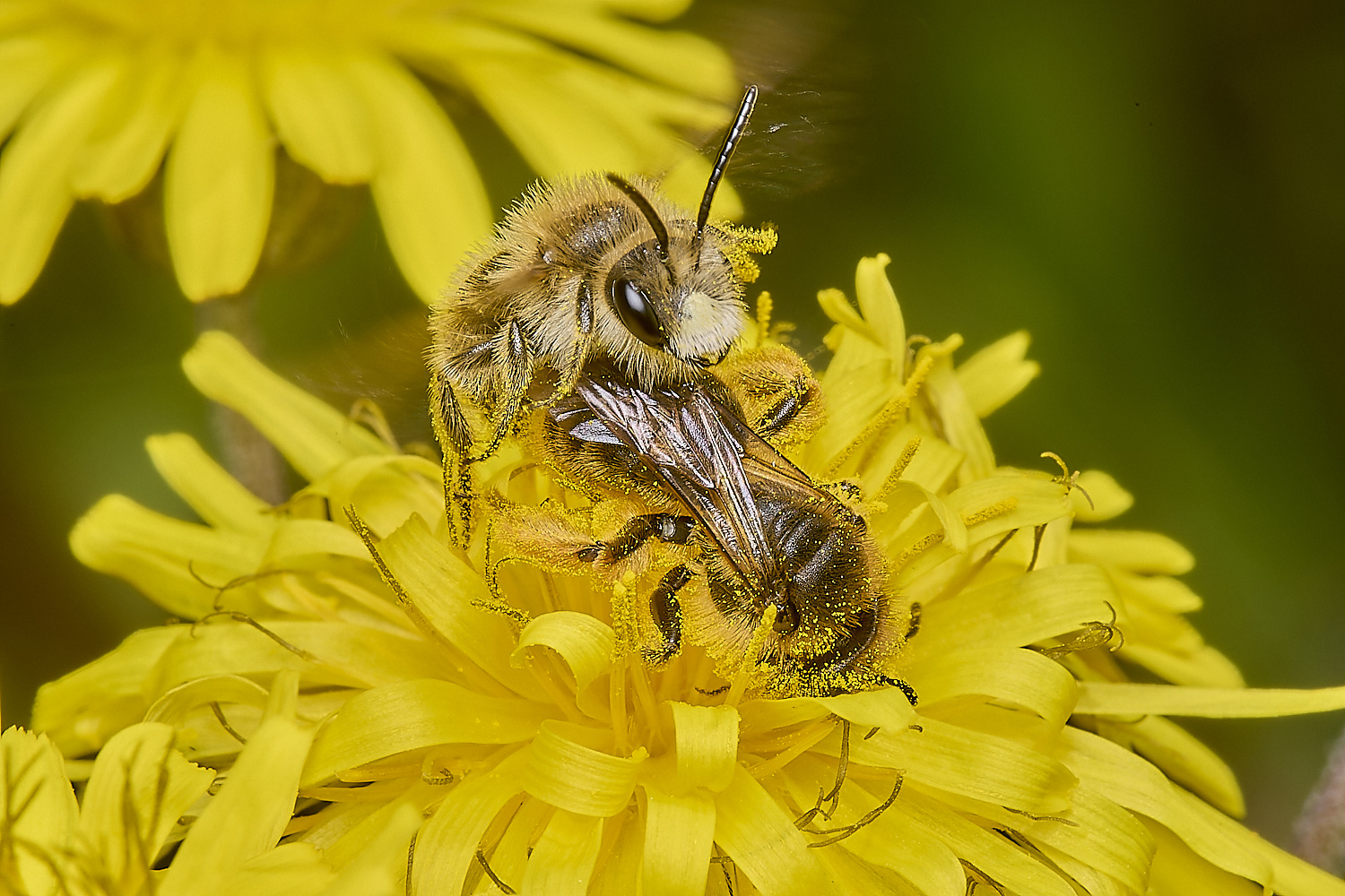 ThorpeMarriotOverpassAhumilis100524-5-NEF-