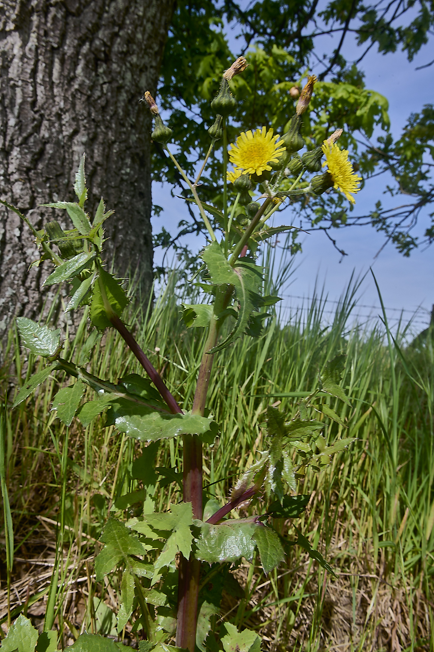 ThorpeMarriotOverpassSowthistle100524-2