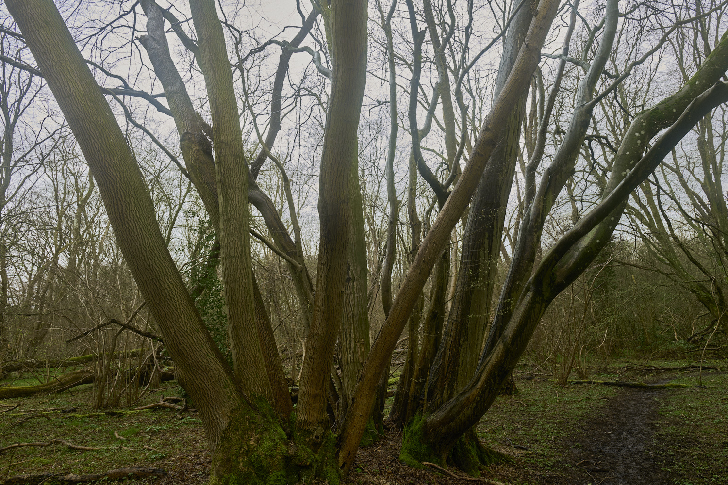 WaylandWoodAsh&#38;Hornbeam170324-1