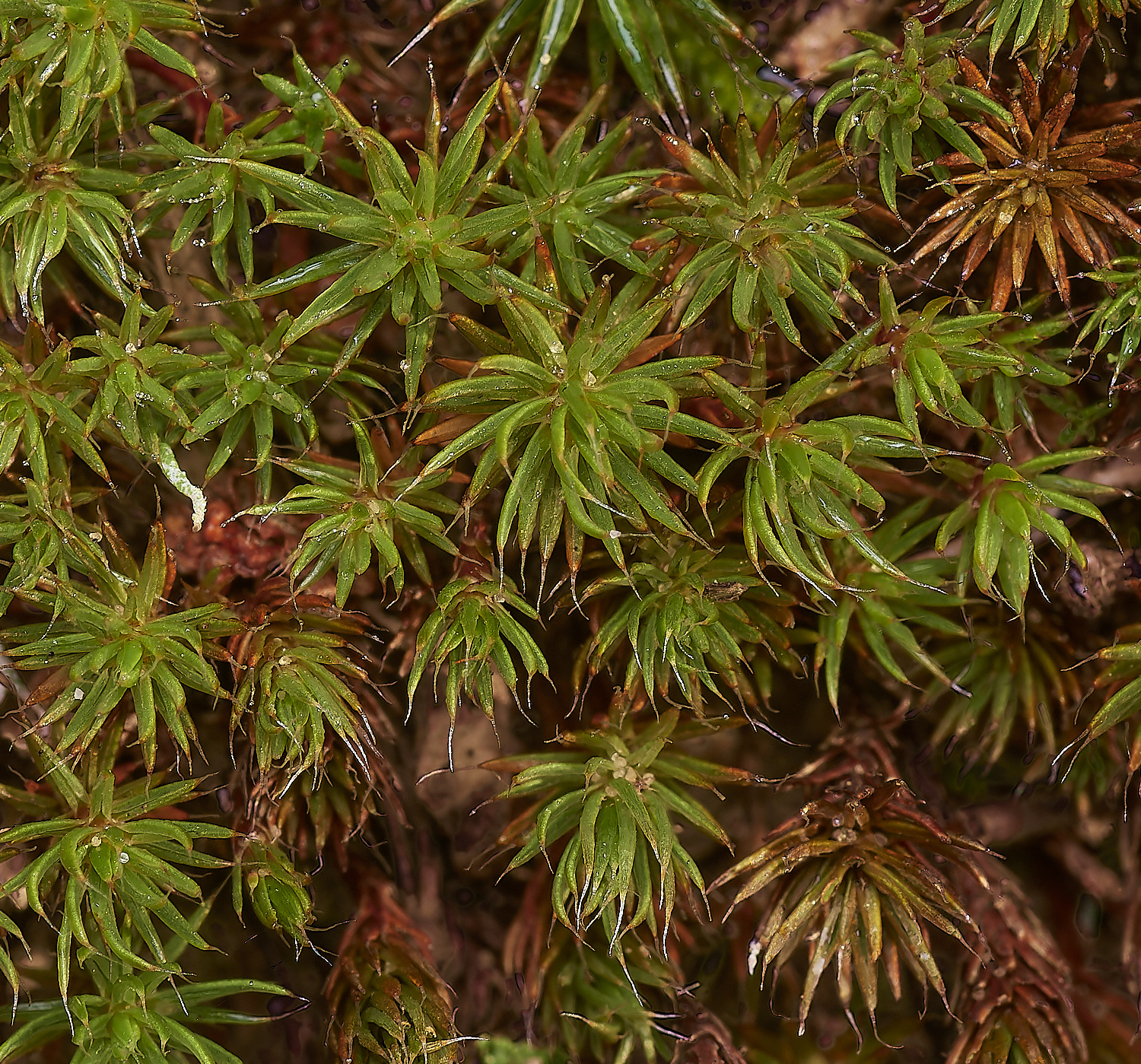 WoottonWoodPpiliferum280124-3 2