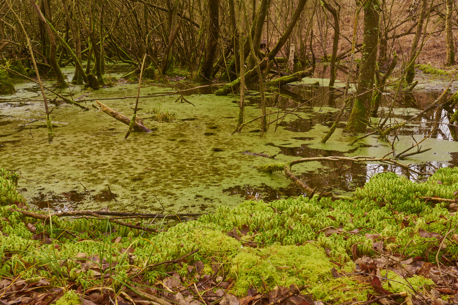 WoottonWoodsSfimbriatum280124-3-NEF_DxO_DeepPRIMEXD