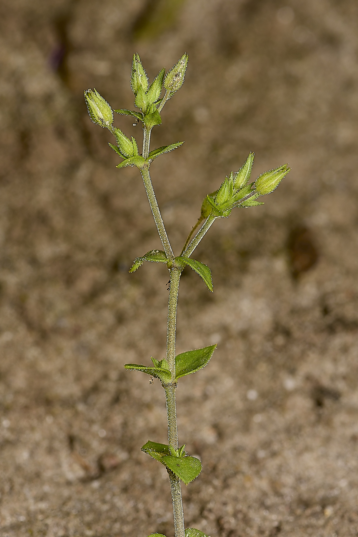 BeestonBumpThyme-leavedSandwort210624-2-NEF-