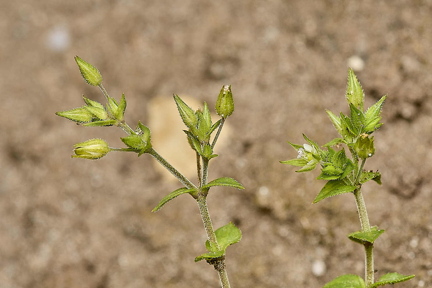 BeestonBumpThymeleavedSandwort210624-1-NEF-