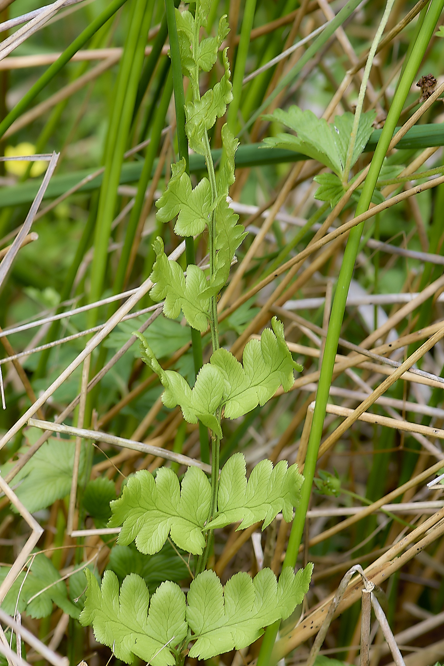 BeestonCommonBroadBucklerFern210624-1-NEF-