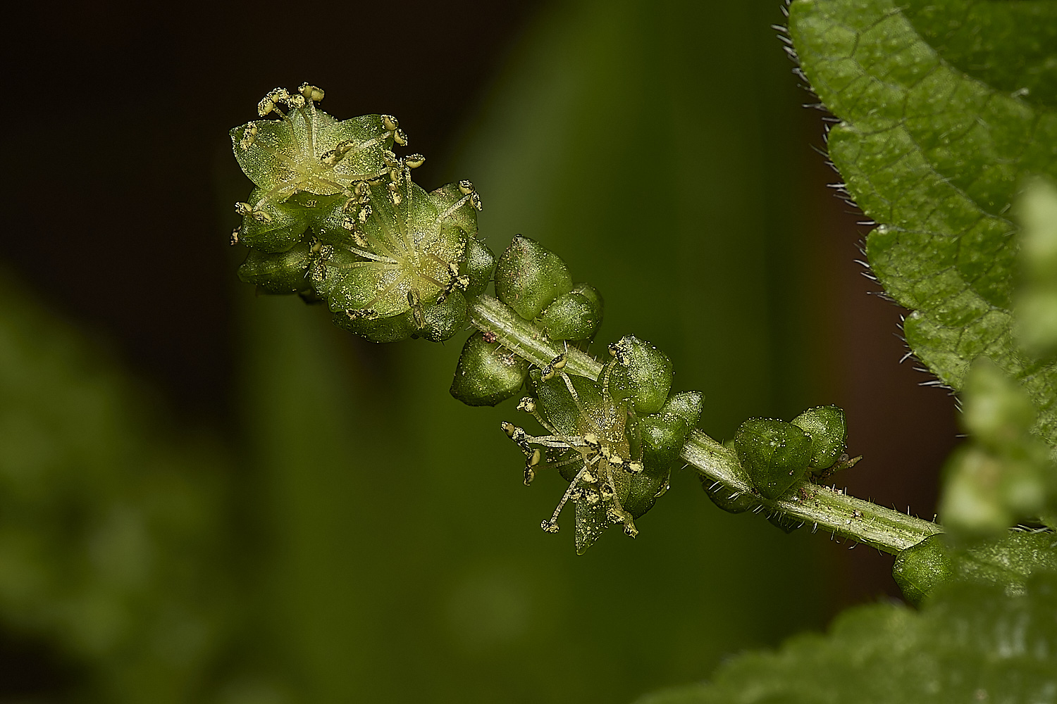 BuckemhamWoodsDog&#39;sMercury280224-2