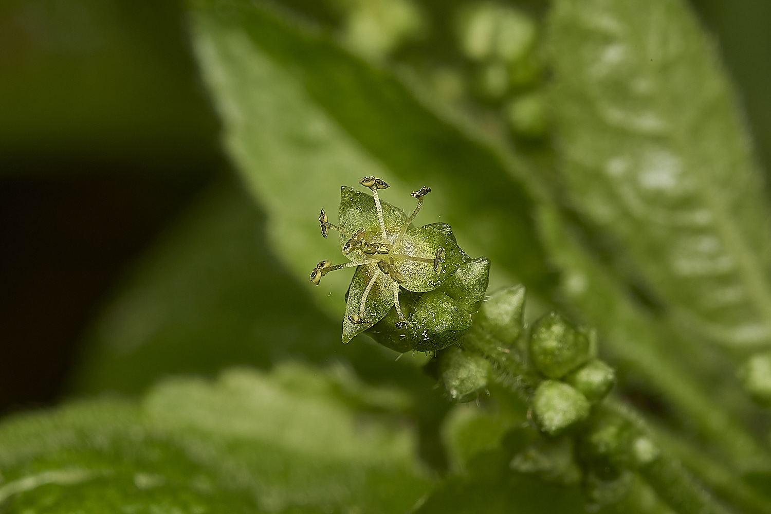 BuckemhamWoodsDog&#39;sMercury280224-3