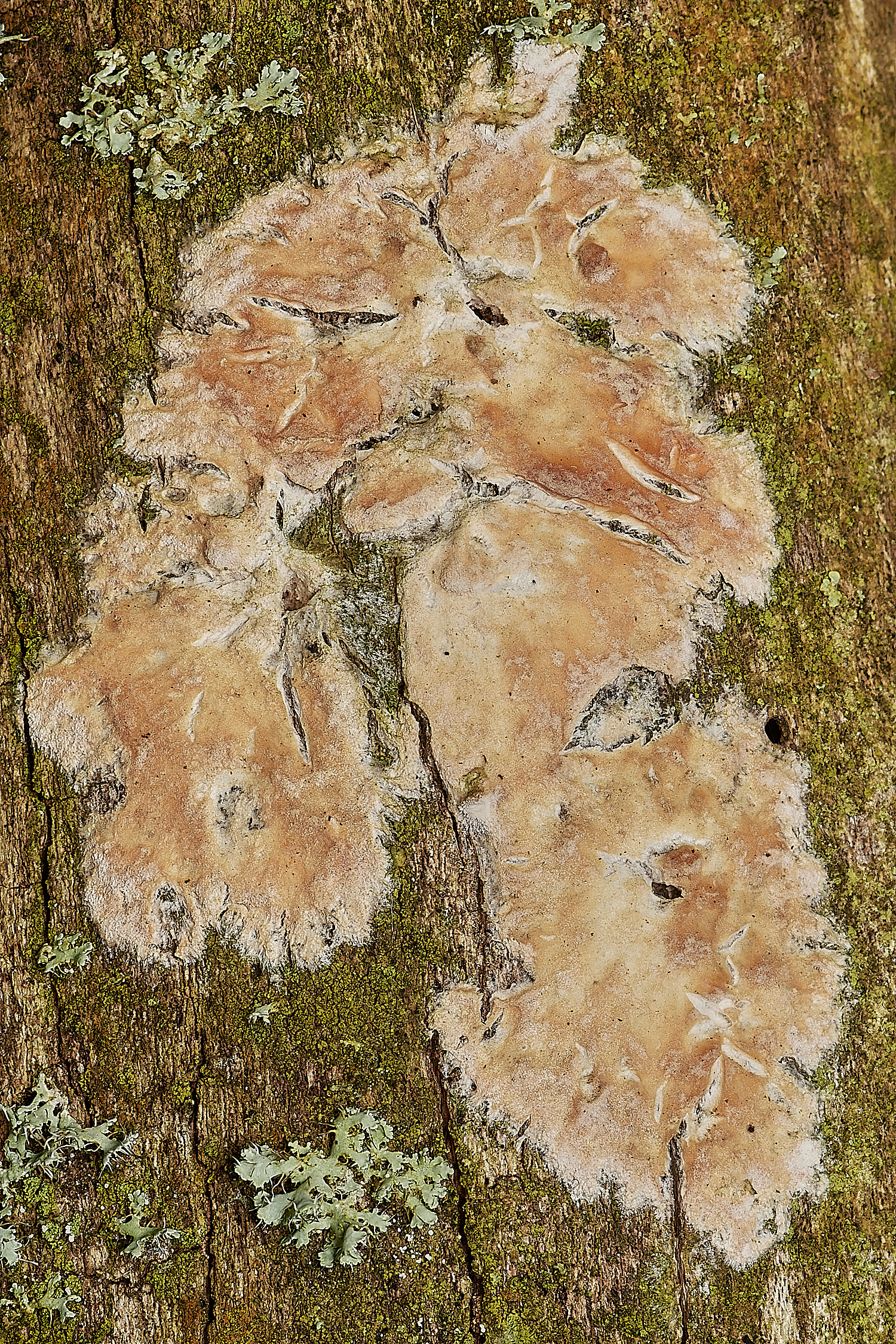 BuckemhamWoodsFungusSp280224-1