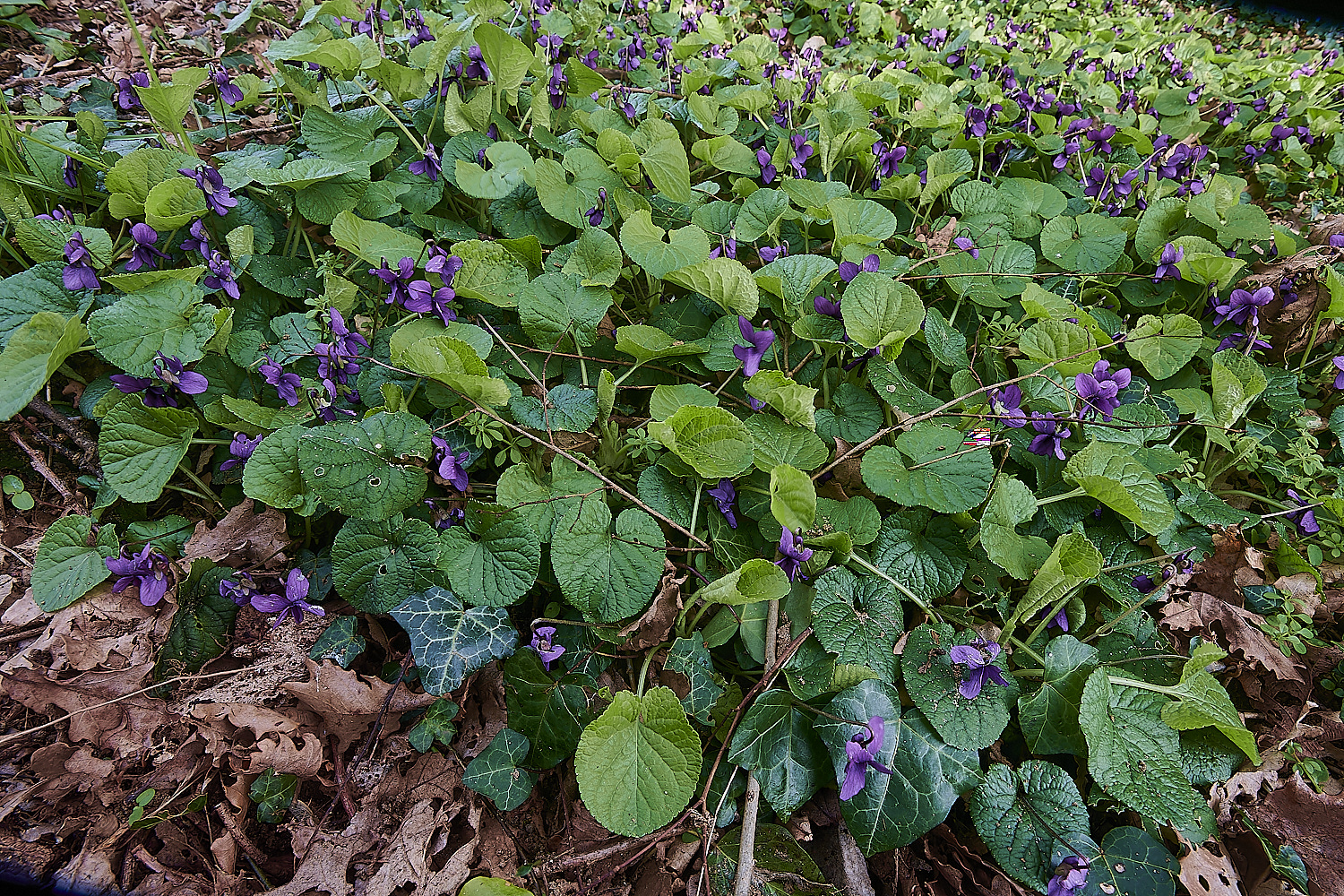 BuckemhamWoodsSweetViolet280224-1