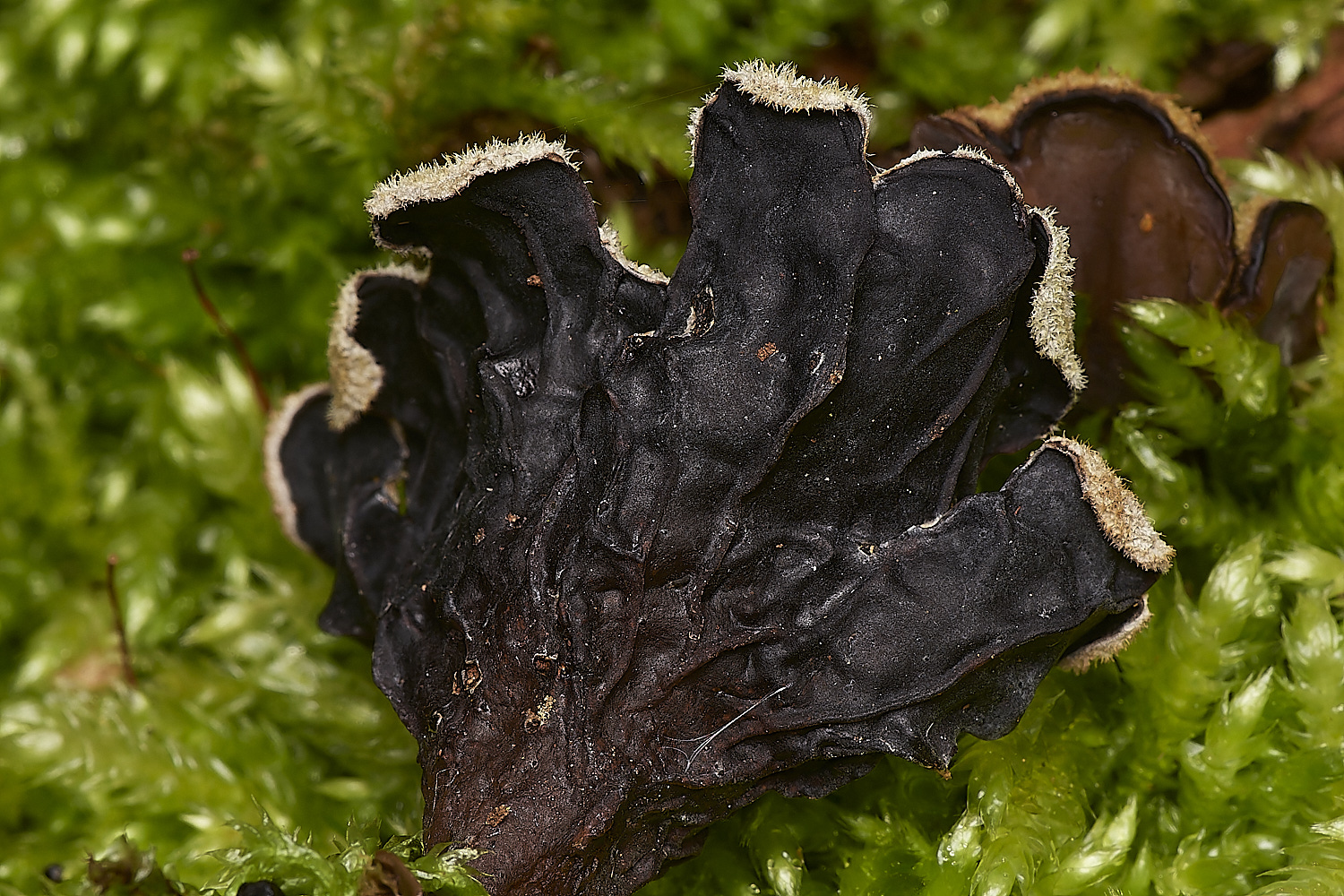 BuckemhamWoodsTripFungus280224-3