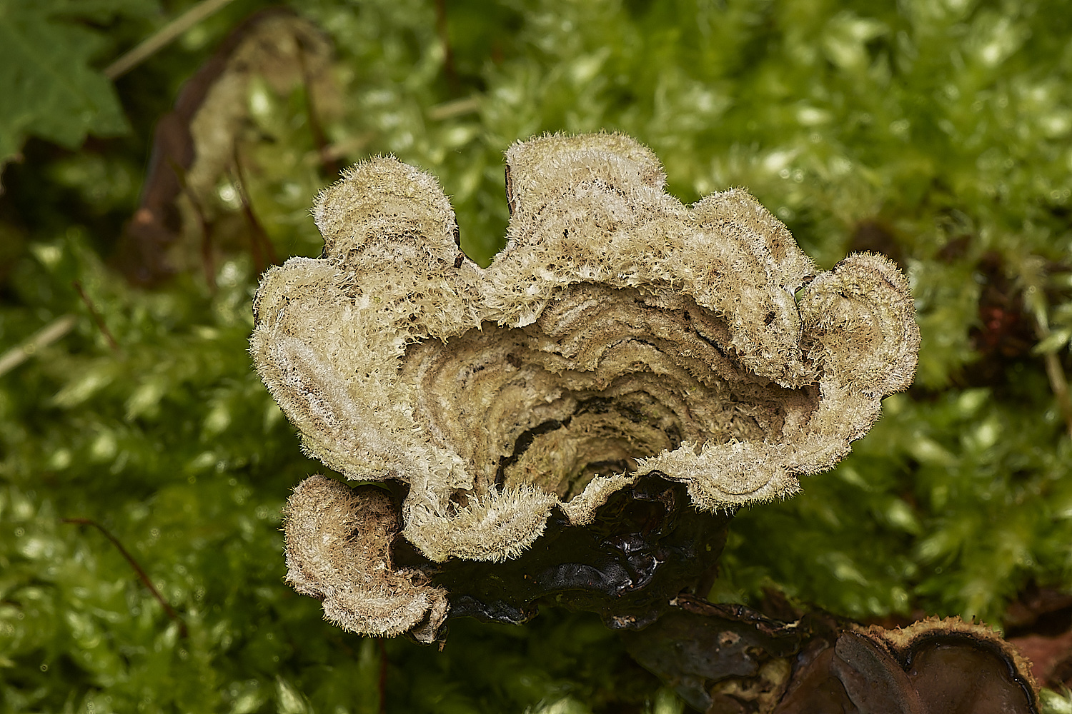 BuckemhamWoodsTripFungus280224-4