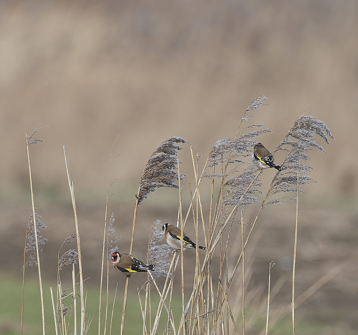 CleyGoldfinch270124-1-NEF_DxO_DeepPRIMEXD