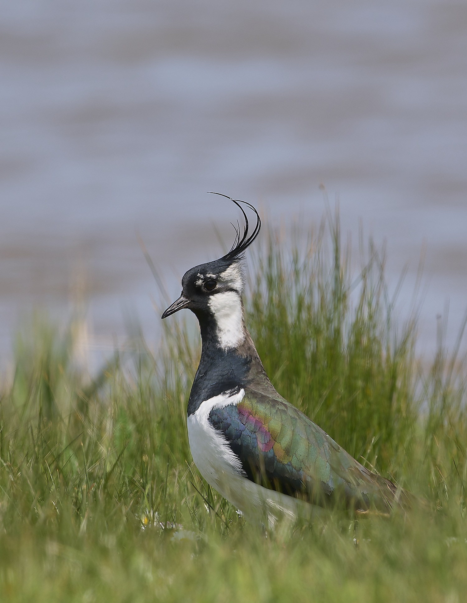 CleyLapwing010524-2-NEF-