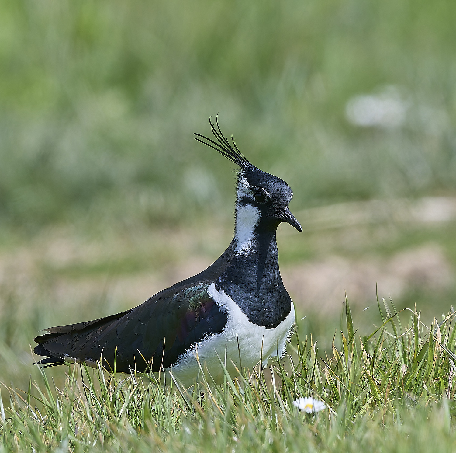 CleyLapwing010524-3-NEF-